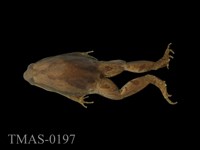 藏品(小雨蛙)的圖片